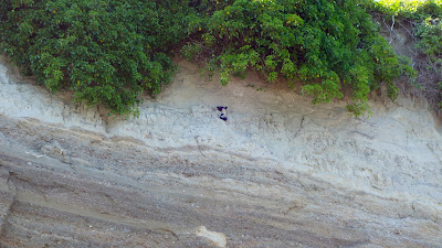 Port Williams bluff with two layers of sediment and 2 pigeon guillemots