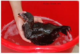 Chicken getting a bath.