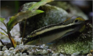 Kribensis, Pelvicachromis Pulcher alevín macho