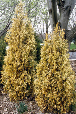 Arborvitae Dying3