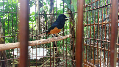 Gaya-gaya berkicau burung murai batu