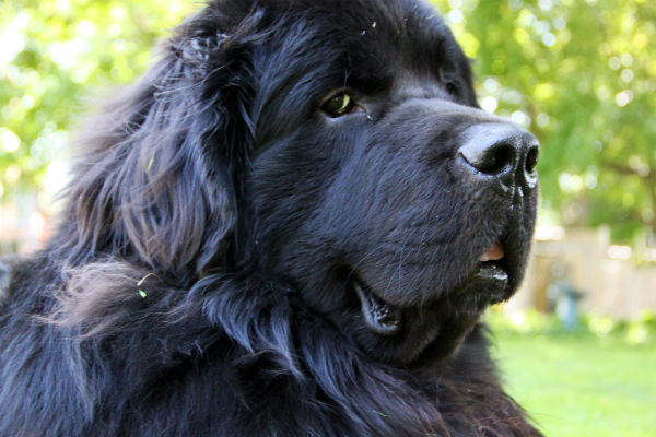 Newfoundland - The Aristocrat Among Dogs: Unveiling the Majesty in Points Discover the captivating allure of Newfoundland dogs, named after the beautiful island they originate from. These dogs have captured the hearts of animal lovers worldwide, with two established varieties - black and white/black - each possessing their own unique characteristics and charm.    The Black Variety  The essence of the black Newfoundland lies in its predominantly black coat, often accompanied by white markings. A typical trait of the true breed is a white marking on the chest, distinguishing them. However, any white on the head or body places the dog in the other variety. The desired black color should have a dull jet appearance, resembling shades of brown.    The Other Than Black Variety  Within this variety, variations include black and tan, bronze, and white and black. The latter is the most prevalent, with specific attention given to the beauty of markings. A black head with a white muzzle and blaze, accompanied by a white body and legs with large patches of black on the saddle and quarters, defines the exquisite appearance of this variety.    Conforming to Standards  Irrespective of color, both varieties should meet the same standards. A broad and massive head, short square muzzle, wide-set deep-set dark eyes, small ears without fringes, and an expression exuding intelligence, dignity, and kindness are all essential. The body should be long, square, and muscular, with a deep and broad chest, straight legs, powerful round-boned feet, and a tail that reaches just below the hocks.    Coat Quality  The Newfoundland's coat plays a vital role in their appearance. It should be dense, with a substantial undercoat, and a somewhat harsh and straight outer coat. This combination ensures protection and resilience.    Strength in Movement  Newfoundland dogs should exhibit great strength and agility, their bodies moving freely with a slight roll in their gait. They are known for their active nature, defying their size and build.    Proper Care for Puppies  When rearing Newfoundland puppies, a diet of soft food such as well-boiled rice and milk, followed by scraped lean meat, is recommended. Adequate meat intake is crucial for their growth, with a target weight gain of 3 lbs. per week. A balanced diet of raw and cooked meat, supplemented with strengthened milk, promotes healthy development.    Optimal Rearing Conditions  Providing warm, dry quarters and ample space for puppies to move and exercise freely is essential. Forced exercise should be avoided to prevent any potential leg issues. Regular deworming is necessary, ensuring the puppies' health and vitality.    Hardiness and Ease of Rearing  Newfoundland puppies, when free from worms and provided with appropriate nutrition and living conditions, prove to be robust and easy to rear. With proper care and attention, they grow into magnificent dogs, embodying strength, substance, and grace.    Intrigued by the aristocratic Newfoundland? Explore the wonders of this majestic breed and embrace their regal presence in your life.