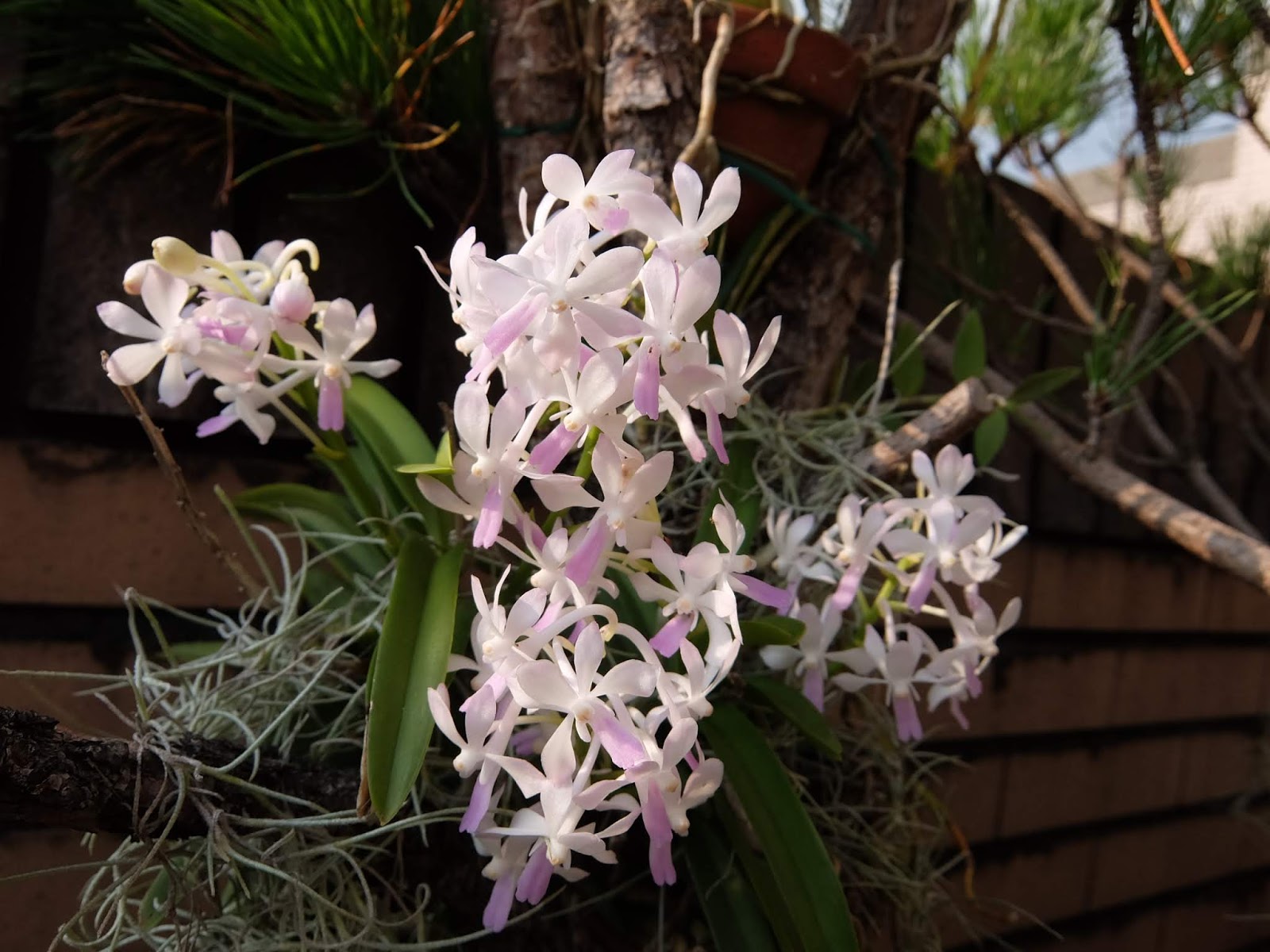 七月的花 18年7月igarden頂樓花園實錄 園藝部落格 Igarden 花寶愛花園園藝文摘plus