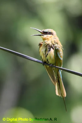 BeeEater