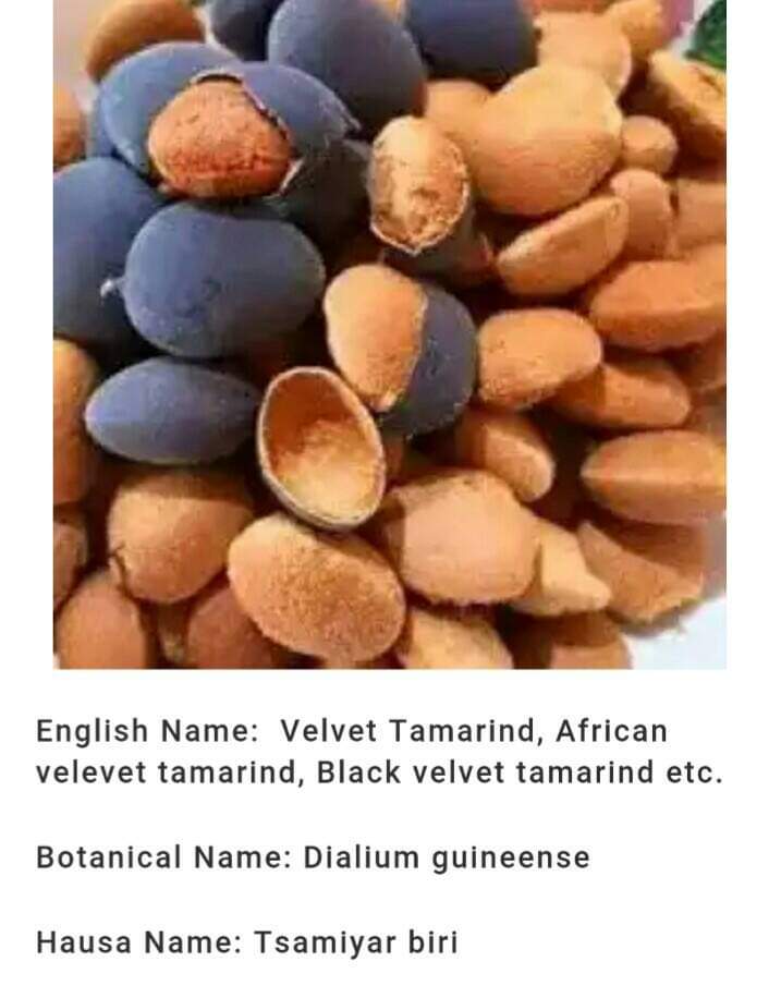 (Hausa: Tsamiyar Biri) - (English: Velvel Tamarind/African Velvet Tamarind/ Black Velvet Tamarind) - (Botanical: Dalium Guineense)