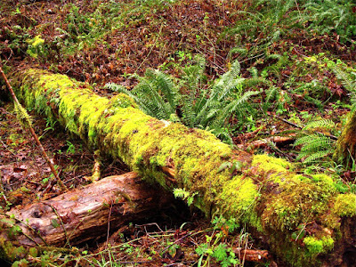 Oregon, Lane County, Rain Forest, Coast Range, Trees, Forest