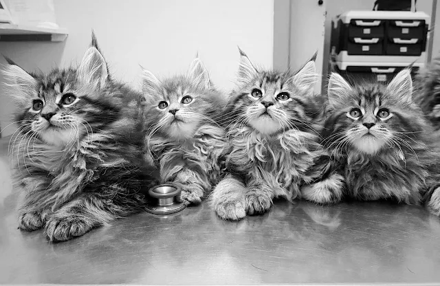 Maine Coon kittens (tabbies)