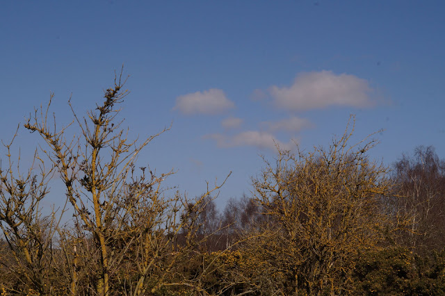 spring in Norfolk countryside