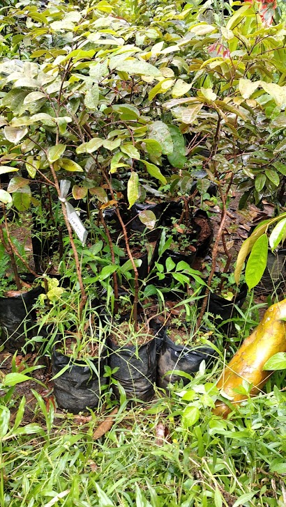 bibit tanaman buah kelengkeng merah unggulan bengkulu Sumatra Selatan