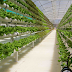 Berbagai Keuntungan Memakai Sistem Hidroponik Di Dalam Greenhouse