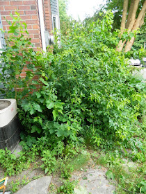Riverdale Toronto Summer Garden Weeding and Cleanup Before by Paul Jung Gardening Services--a Toronto Gardening Company