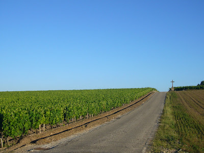 Grand cru Château Latour vineyards in Pauillac Gironde France