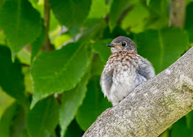 rescued male eastern bluebird fledgling perching in beech tree