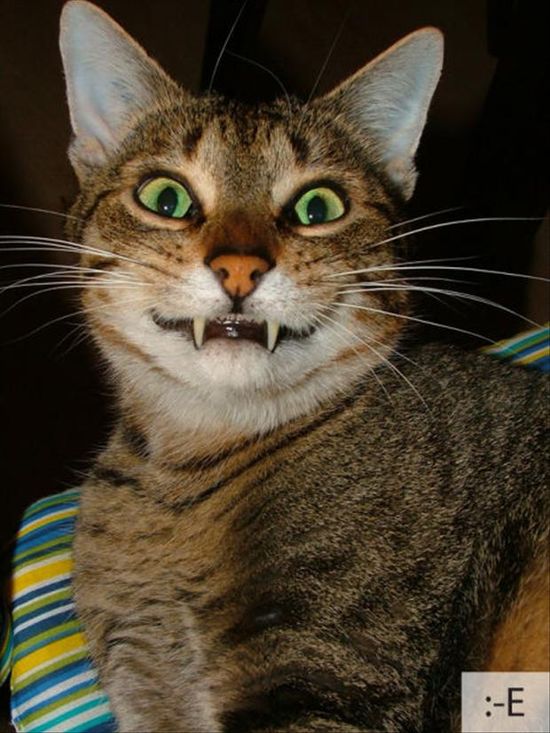 23 Emoticon Lucu Berdasarkan Wajah Kucing