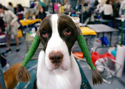 Westminster Kennel Club Dog Show