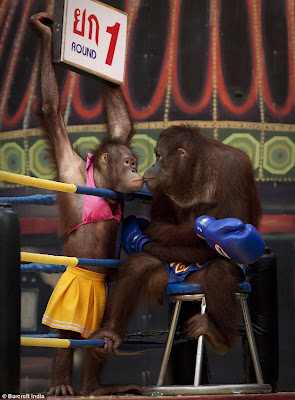 Unbelievable Orangutans Kickboxing