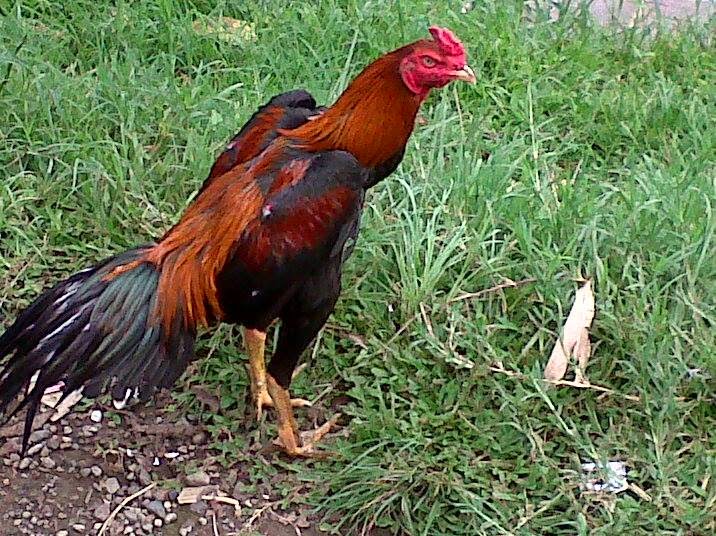 Budidaya Ayam Bangkok Petarung Serba Budidaya