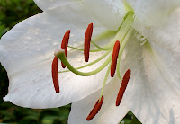 Close view of white lily 'Casa Blanca'