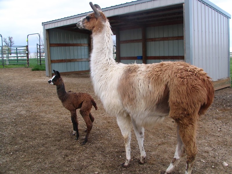 Ide Terpopuler Newborn Llama, Spesial!