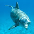 The Exceptional Cognitive Abilities of Dolphins
