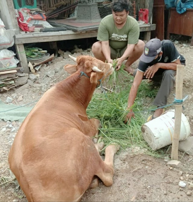 PARTISIPASI DALAM IDUL ADHA DPP LAMI SEMBELIH KURBAN