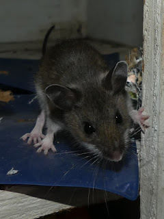 Souris sylvestre - Peromyscus maniculatus