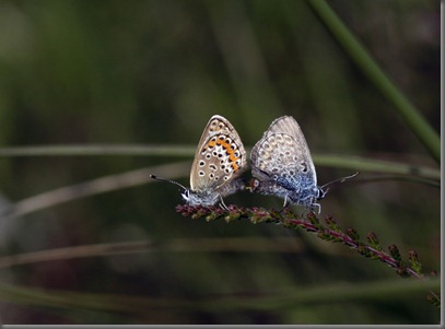 10_07_03_new_forest_018-2_silver_studed_blue