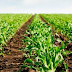 Preocupa a productores la falta de humedad