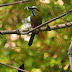 The Turquoise-Browed Motmot