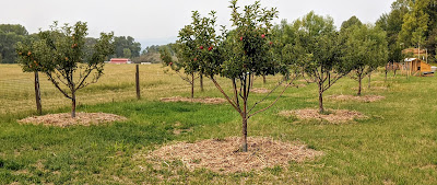 Late Summer Orchard