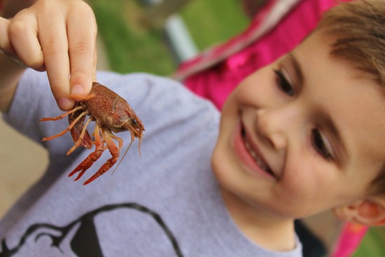 Crawfish 046