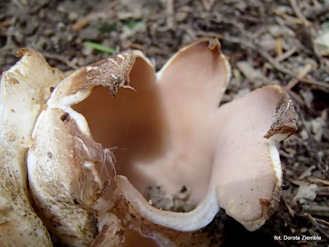 sarcosphaera coronaria, grzyby, atlas grzybow, grzyb, grzyby gatunkami, jaki to grzyby, niejadalne, gatunek, prosto z lasu, las, grzybobranie