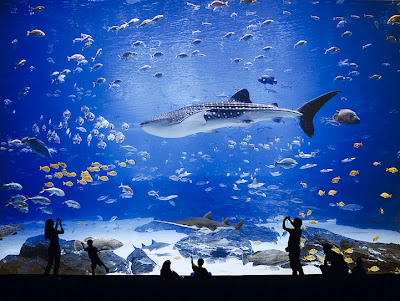 Georgia Aquarium Seen On www.coolpicturegallery.us