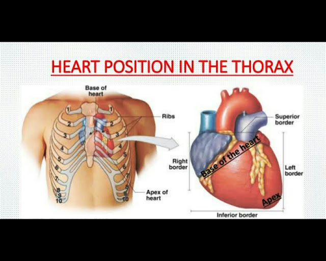 position of human heart in thorasic cavity