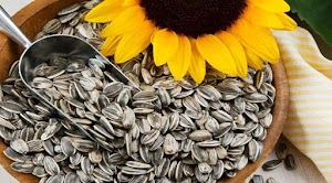 Benefits of sunflower seeds for human health