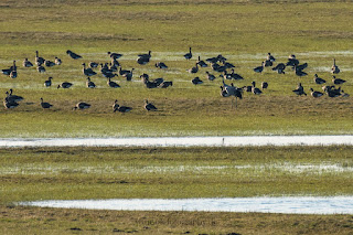 Wildlifefotografie Gänse Kranich Olaf Kerber