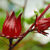5 Manfaat Tersembunyi Bunga Rosella Untuk Kesehatan 
