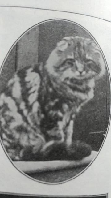 Early Maine Coon