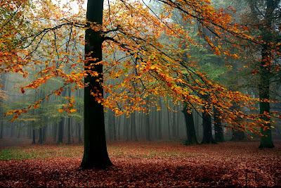 Paisajes de otoño 