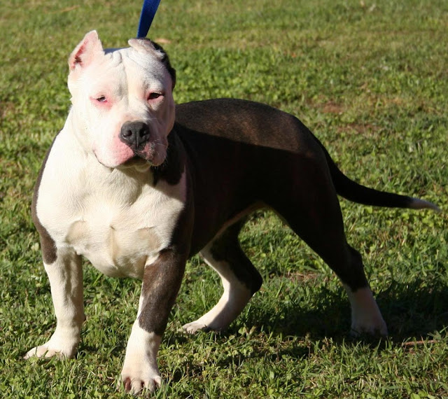 Pitbull Dogs