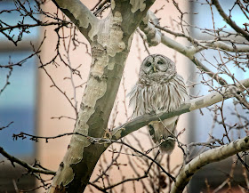 First ever recorded Barred owl in Bryant Park NYC