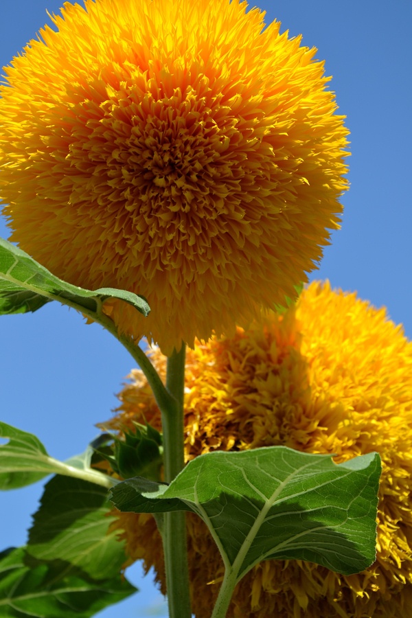 types of flowers orange Teddy Bear Sunflowers | 600 x 900