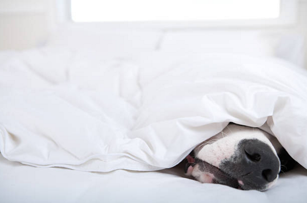 Dog sleeping under covers with nose out