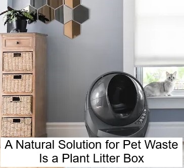 A Natural Solution for Pet Waste Is a Plant Litter Box