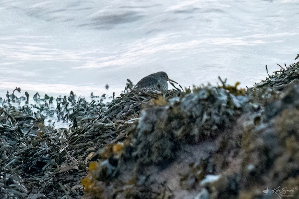 Purple sandpiper