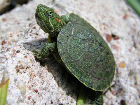 Green Turtle HD Wallpaper