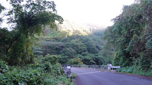 鳥取県日野郡日野町中菅 大谷沢のツツジ橋