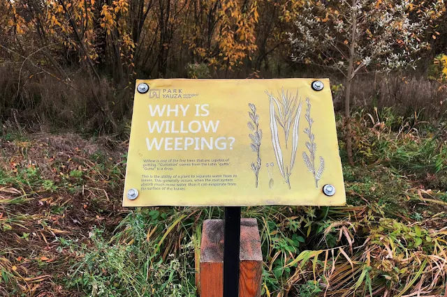 долина реки Яузы в районе Чукотского проезда, Парк Яуза, «Park Yauza. Why is willow weeping? Willow is one of the few trees that are capable of gutting. "Guttation" comes from the Latin "gutta". "Gutta" is a drop. This is the ability of a plant to separate water from its leaves. This generally occurs, when the root system absorb much more water, than it can evaporate from the surface of the leaves.»