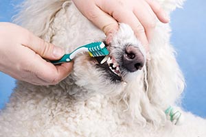 Dental Care for a Poodle