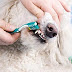 Dental Care for a Poodle – What you need to know